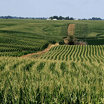 Managed Farmland Projects in Bangalore